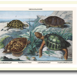 Natur plakat 30x40cm i ramme