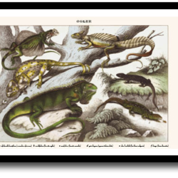 Natur plakat 30x40cm i ramme