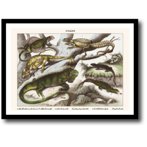 Natur plakat 30x40cm i ramme