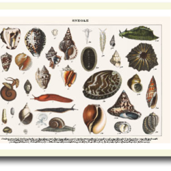 Natur plakat 30x40cm i ramme