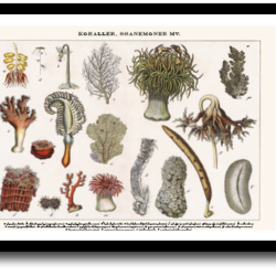 Natur plakat 30x40cm i ramme