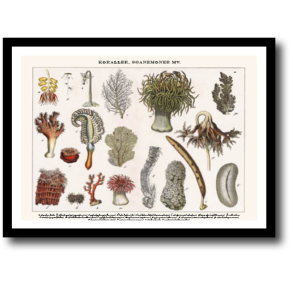 Natur plakat 30x40cm i ramme