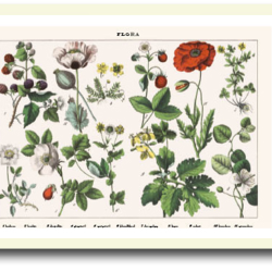 Natur plakat 30x40cm i ramme