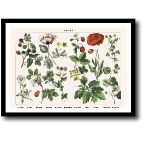 Natur plakat 30x40cm i ramme