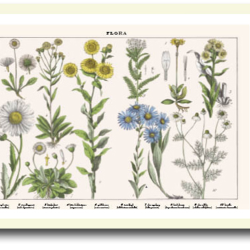 Natur plakat 30x40cm i ramme