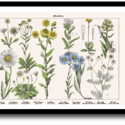 Natur plakat 30x40cm i ramme