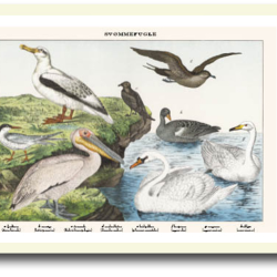 Natur plakat 30x40cm i ramme