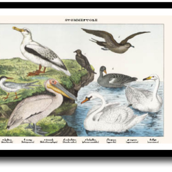 Natur plakat 30x40cm i ramme