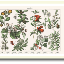 Natur plakat 30x40cm i ramme