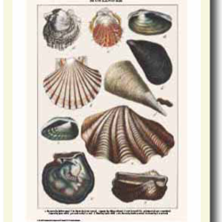 Natur plakat 30x40cm i ramme