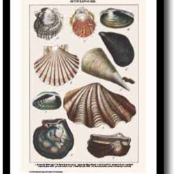 Natur plakat 30x40cm i ramme