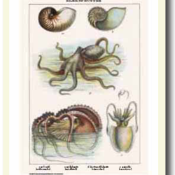 Natur plakat 30x40cm i ramme