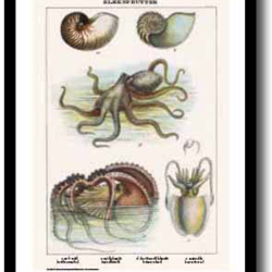 Natur plakat 30x40cm i ramme