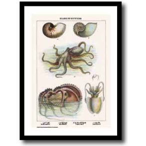 Natur plakat 30x40cm i ramme