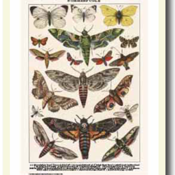 Natur plakat 30x40cm i ramme