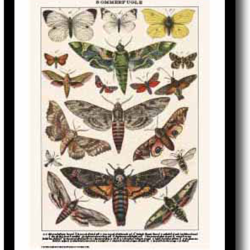 Natur plakat 30x40cm i ramme