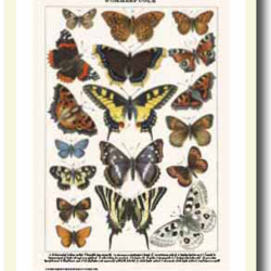 Natur plakat 30x40cm i ramme