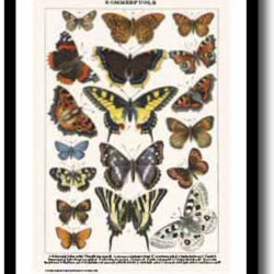 Natur plakat 30x40cm i ramme