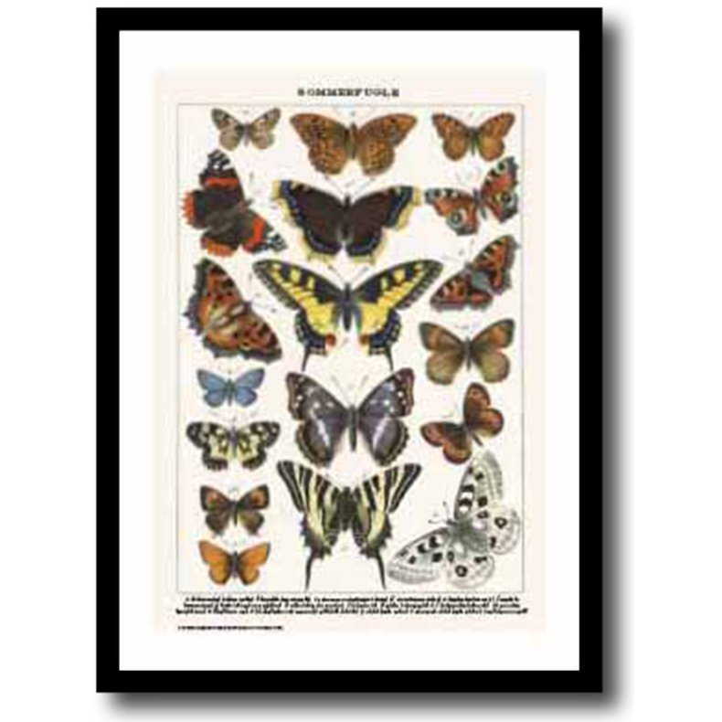 Natur plakat 30x40cm i ramme