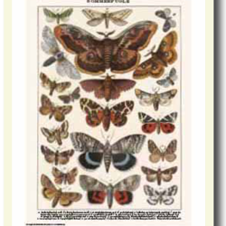 Natur plakat 30x40cm i ramme