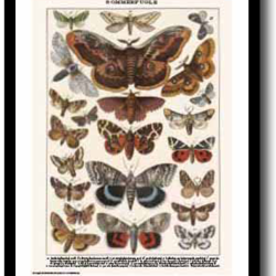 Natur plakat 30x40cm i ramme