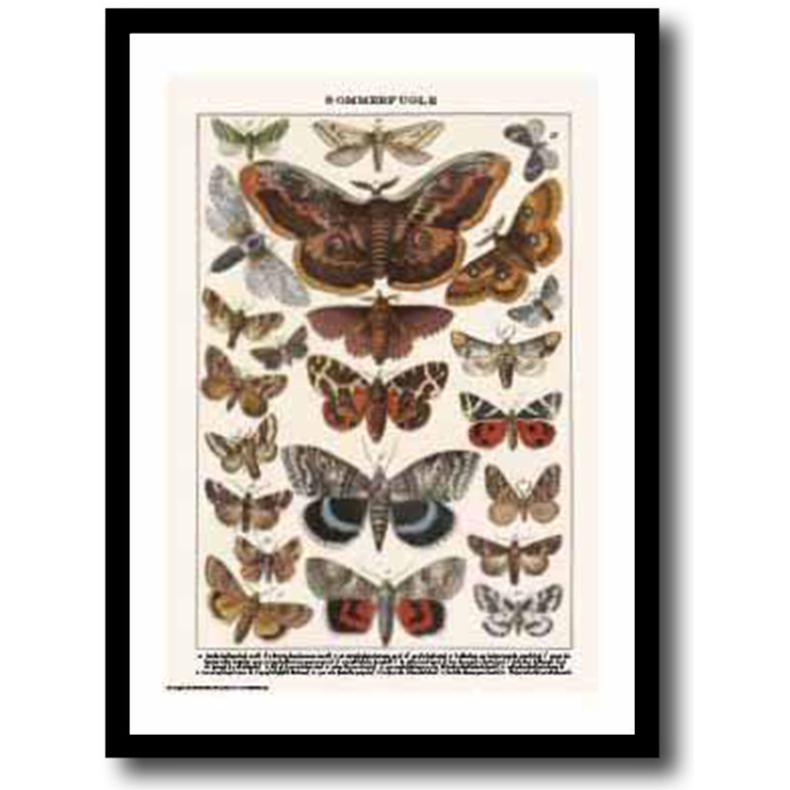 Natur plakat 30x40cm i ramme