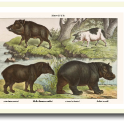 Natur plakat 30x40cm i ramme