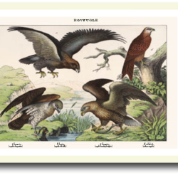 Natur plakat 30x40cm i ramme