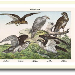 Natur plakat 30x40cm i ramme