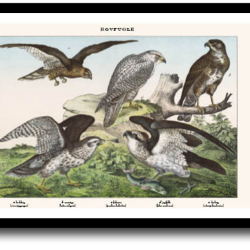 Natur plakat 30x40cm i ramme