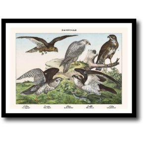 Natur plakat 30x40cm i ramme