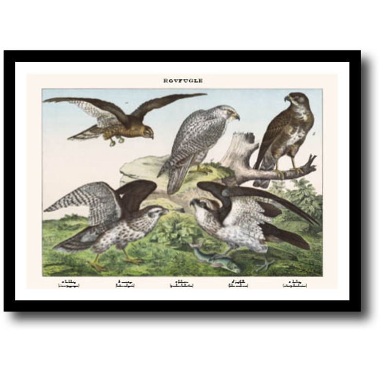 Natur plakat 30x40cm i ramme