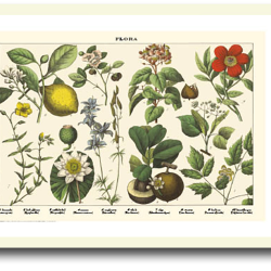 Natur plakat 30x40cm i ramme