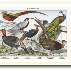 Natur plakat 30x40cm i ramme