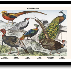 Natur plakat 30x40cm i ramme