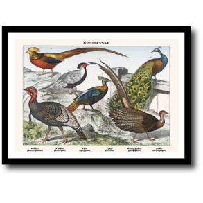 Natur plakat 30x40cm i ramme