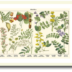 Natur plakat 30x40cm i ramme