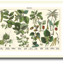 Natur plakat 30x40cm i ramme