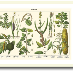 Natur plakat 30x40cm i ramme