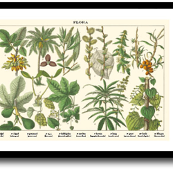 Natur plakat 30x40cm i ramme