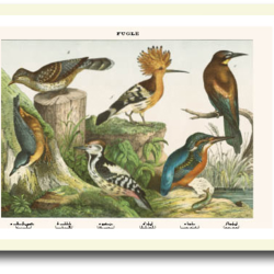 Natur plakat 30x40cm i ramme