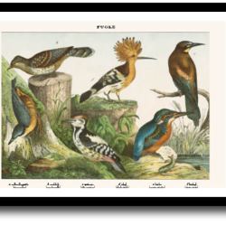 Natur plakat 30x40cm i ramme
