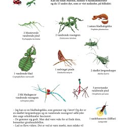 P udkig efter smkravl