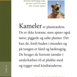 Kameler