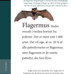 Flagermus