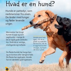 Fra hvalp til hund