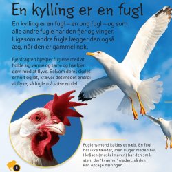 Fra hnseg til kylling