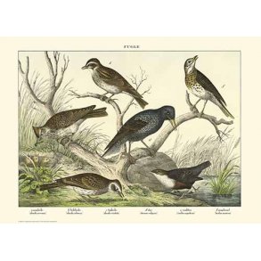 Natur plakat 50x70cm