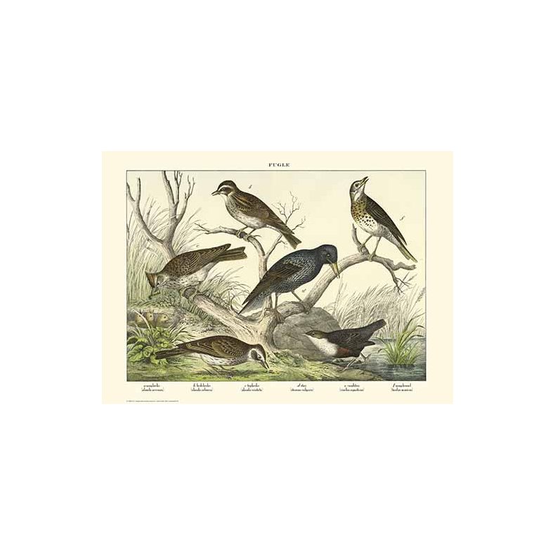 Nature poster 50x70cm