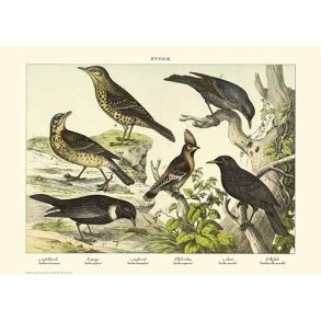 Natur plakat 50x70cm